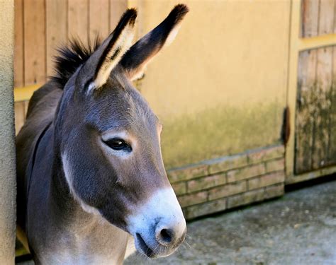 photos of donkey